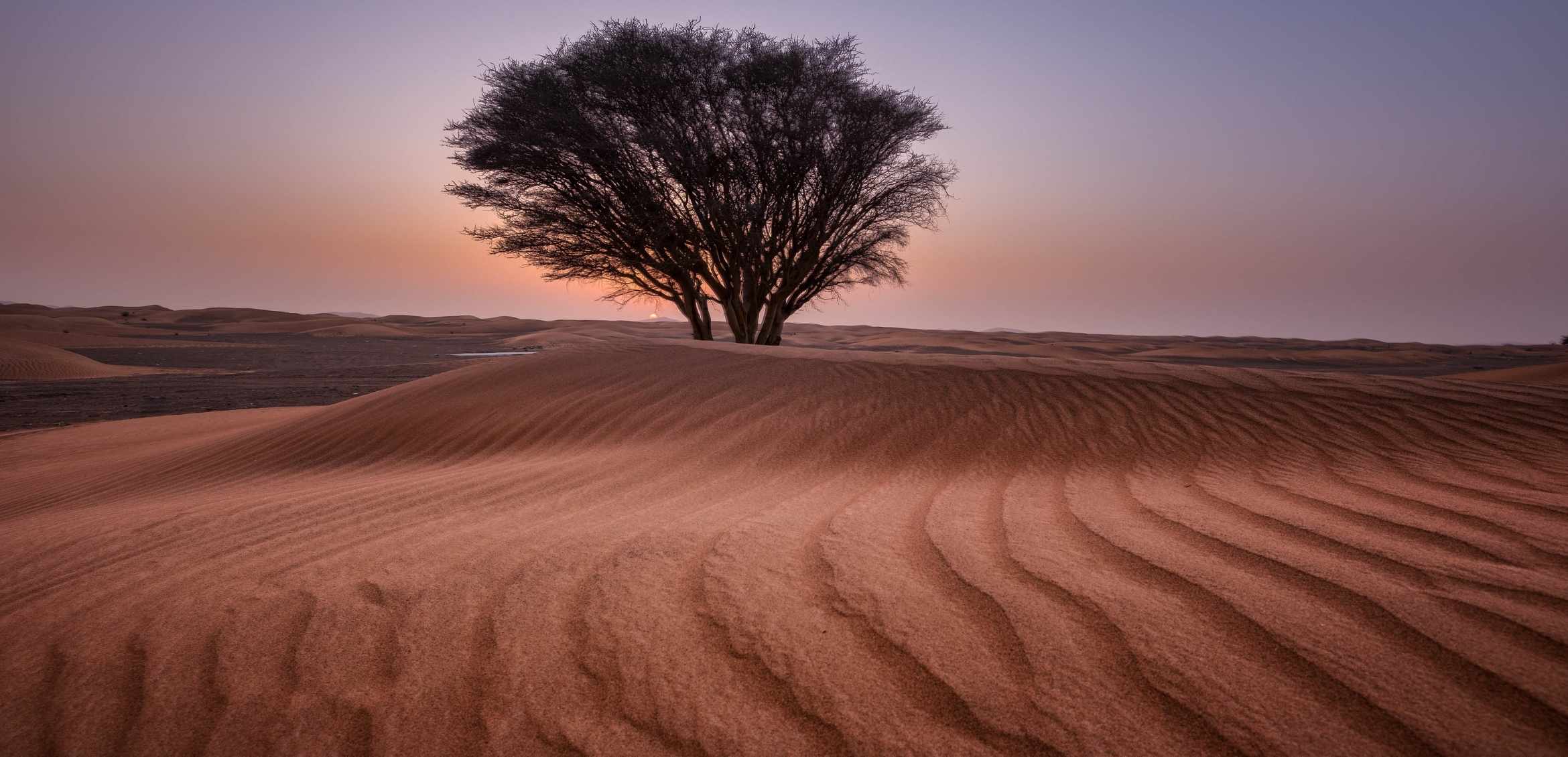 Africa & Middle East